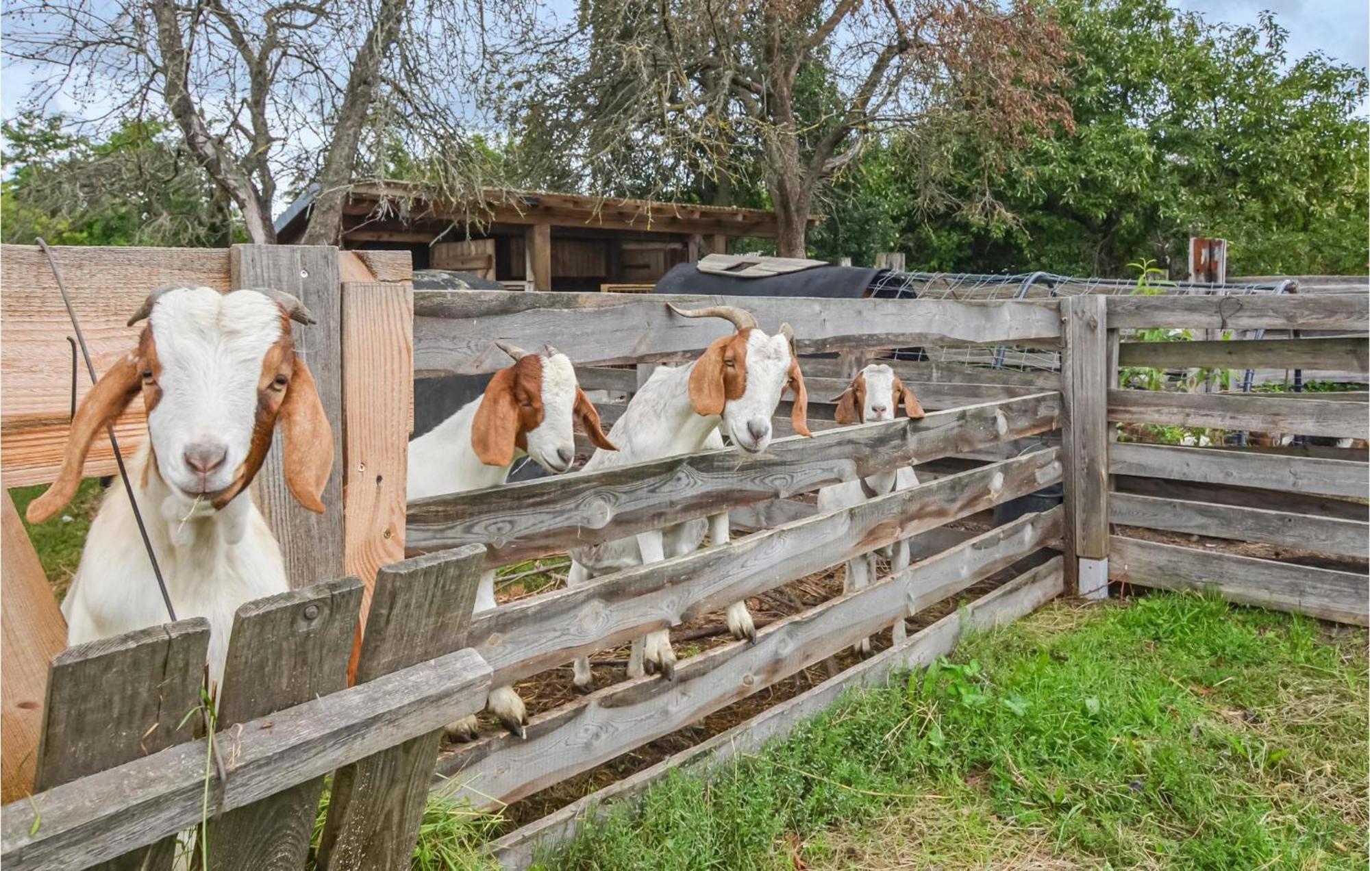 Lovely Home In Heideblick With Kitchen Langengrassau エクステリア 写真